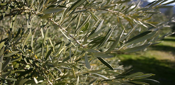 The Villa Barone Your Supplier Of Exquisite Olive Products
